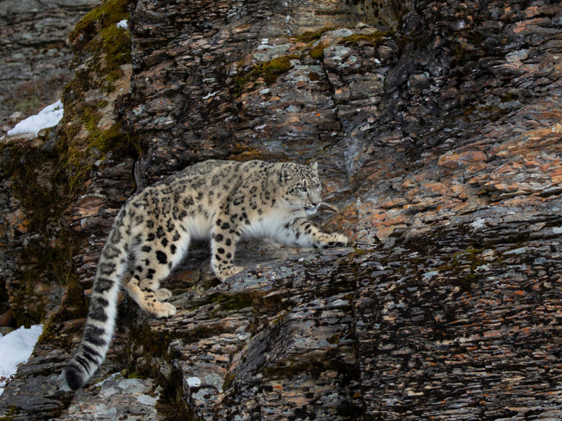 Снежный леопард скалолаз